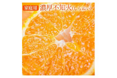 【先行予約】有田育ちの濃厚 不知火(デコポン と同品種)(訳あり 家庭用) 約1kg◇ ※2026年1月下旬～3月下旬頃に順次発送予定 ※北海道・沖縄・離島への配送不可