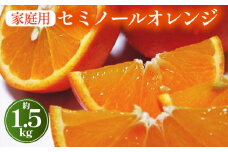 【先行予約】【春の美味】【農家直送】爽快カンキツ　セミノールオレンジ（ご家庭用）1.5kg　｜柑橘 フルーツ 果物 くだもの 食品 人気 おすすめ 選べる 国産 美浜町　※2025年4月上旬～4月下旬頃に順次発送予定 ※沖縄・離島への配送不可