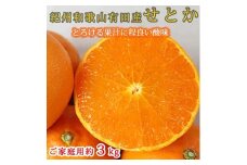 とろける食感!ジューシー柑橘 せとか 約3kg 【家庭用 訳あり】 ｜みかん ミカン 柑橘 果物 くだもの フルーツ せとか 甘い 先行予約 国産 産地直送 人気 美浜町　※2026年2月中旬～3月中旬頃に順次発送予定