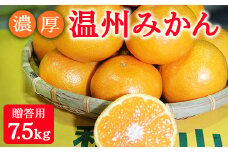 濃厚温州みかん贈答用7.5kg（和歌山天田みかん）◆ みかんの産地和歌山　北村農園直送 ※2025年12月上旬頃より順次発送予定