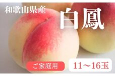 【先行予約】和歌山県産 白鳳 桃 11～16玉入り 訳あり ご家庭用 数量限定【2025年7月上旬～7月下旬頃に順次発送予定】※離島への配送不可 ◇ | 果物 もも モモ 果実 和歌山県 白鳳 桃 くだもの お取り寄せ ご当地 フルーツ 特産品 名産品