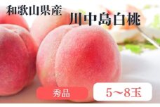 和歌山県産 川中島白桃 桃 5～8玉入り 秀品 先行予約【2025年7月中旬～8月上旬頃に順次発送予定】※離島への配送不可 ◇ | 和歌山県 川中島 白桃 フルーツ 果物 くだもの 桃 もも 大玉 モモ ピーチ ギフト お取り寄せ 贈答用 秀 家庭用 自宅用 贈答品 化粧箱入