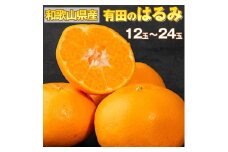 【産地直送】和歌山県産 有田のはるみ 12玉～24玉 ※2026年1月中旬～2月下旬頃に順次発送予定