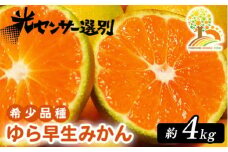  ゆら早生 みかん 濃厚な味わい 約4kg 希少品種《有機質肥料100％》極早生 ｜ 由良 ゆら 早生 わせ 柑橘 果物 くだもの フルーツ 和歌山 有田 ※2025年10月上旬～11月中旬頃に順次発送予定 ※北海道・沖縄・離島への配送不可
