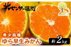  ゆら早生 みかん 濃厚な味わい 約2kg 希少品種《有機質肥料100％》極早生 ｜ 由良 ゆら 早生 わせ 柑橘 果物 くだもの フルーツ 和歌山 有田 ※2025年10月上旬～11月中旬頃に順次発送予定 ※北海道・沖縄・離島への配送不可