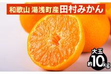和歌山 湯浅町産 田村みかん 10kg【大玉】 ※2025年11月中旬～2026年1月中旬頃に順次発送予定