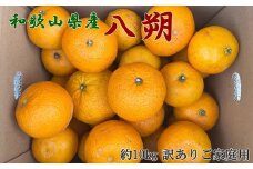 【手選果　訳あり】和歌山由良町産八朔約10kg(サイズ混合・ご家庭用) ※2026年1月中旬～2月下旬頃に順次発送予定