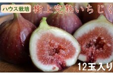 【ハウス栽培】和歌山県産樹上完熟いちじく12玉入り ※2025年8月上旬～10月上旬頃に順次発送予定 ※北海道・沖縄・離島への配送不可