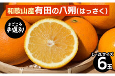 【まごころ手選別】和歌山産有田のはっさく(6玉×1箱、L～2Lサイズ) ※2026年1月上旬～3月下旬頃に順次発送予定