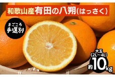 【まごころ手選別】有田のはっさく【八朔】10kg大玉(2L～4L) ※2026年1月上旬～3月下旬頃に順次発送予定