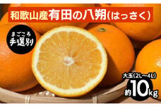 【まごころ手選別】有田のはっさく・10kg大玉(2L～4L) ※2026年1月上旬～3月下旬頃に順次発送予定