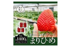 先行受付　大粒まりひめイチゴ　朝摘　6個～11個入×4パック ※2026年1月中旬～3月下旬頃に順次発送予定 ※離島への配送不可