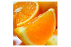 【先行予約】【春の美味】【農家直送】濃厚清見オレンジ（ご家庭用）約7.1kg(7kg+100g(痛み補償分)) ※2026年2月下旬～3月下旬頃に順次発送予定 ※北海道・沖縄・離島への配送不可