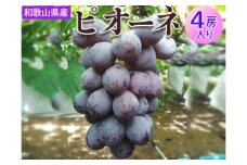 和歌山県産 ピオーネ 4房入り | 産地直送 ブドウ ぶどう 果物 フルーツ　※離島への配送不可　2025年8月下旬～9月中旬頃に順次発送予定