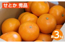 せとか　約3kg　秀品 ※2026年2月下旬～4月中旬頃より順次発送予定