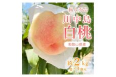 桃先行受付!　【川中島白桃】　(大玉特秀品)　約2kg　6～9個入　こだわり農家厳選! ※2025年8月上旬～8月下旬頃より順次発送予定 ※離島への配送不可