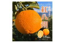 先行予約!紅はっさく 約5kg/12～18個入り(L～2Lサイズ)こだわり農家厳選! ※2026年1月下旬～2月下旬頃より順次発送予定