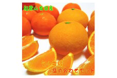 【先行予約】旬の柑橘詰め合わせセット（ご家庭用）約10kg ｜ フルーツ ふるーつ 果物 くだもの 詰め合わせ オレンジ みかん レモン 国産 産地直送 美浜町 ※2026年1月中旬～4月下旬頃に順次発送予定 ※北海道・沖縄・離島への配送不可