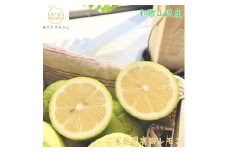 【先行予約】 紀州 和歌山 ご家庭用 有田 レモン 【防腐剤・ワックス不使用】【農家直送】【訳あり】 3kg ※北海道・沖縄・離島への配送不可 ※2025年9月下旬～2026年3月下旬頃に順次発送予定