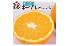 ＜2月より発送＞家庭用 ネーブルオレンジ1kg+250g（傷み補償分）｜訳あり・わけあり【光センサー選別】 ※北海道・沖縄・離島への配送不可 ※2026年2月上旬～2月下旬頃に順次発送予定