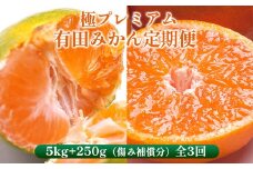 〈定期便〉【10・11・12月 全3回】極プレミアム 有田みかん定期便 5kg+250g （傷み補償分） ※北海道・沖縄・離島への配送不可
