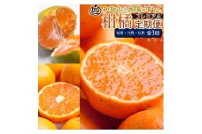 【定期便】厳選 柑橘定期便SS 3回（10～12月）※北海道・沖縄・離島への配送不可※10月・11月・12月に発送