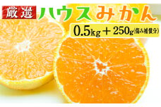 厳選 ハウスみかん0.5kg+250g（傷み補償分）