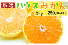 厳選 ハウスみかん5kg+250g（傷み補償分）