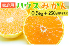 家庭用 ハウスみかん0.5kg+250g（傷み補償分）