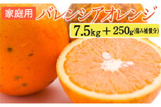 家庭用 バレンシアオレンジ7.5kg+250g（傷み補償分）