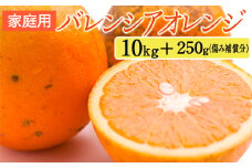 家庭用 バレンシアオレンジ10kg+250g（傷み補償分）