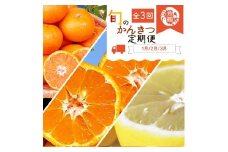〈定期便〉【1・2・3月 全3回】紀州和歌山産旬のフルーツセット(みかん・不知火・レモン)