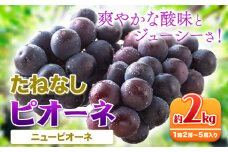 たねなし ピオーネ 約2kg 厳選館 《2025年8月下旬-10月中旬頃出荷予定》 和歌山県 日高町 フルーツ ぶどう ピオーネ たねなし 2kg 和歌山県産 送料無料【配送不可地域あり】