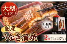 大型サイズ ふっくら柔らか国産 うなぎ 蒲焼き 2尾 化粧箱入(真空パック入) 株式会社魚鶴商店《30日以内に出荷予定(土日祝除く)》 和歌山県 日高町 うなぎ 鰻 ギフト 贈り物