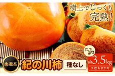 【先行予約】希少 紀の川柿 約3.5kg~4kg（種無し） 秀選品 (玉数おまかせ) 厳選館 《2024年10月中旬-11月末頃出荷》 和歌山県 日高町 柿 カキ かき ジューシー フルーツ 青果 果物