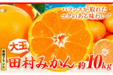 ＜先行予約＞高級ブランド 大玉サイズ 田村みかん 10kg 株式会社魚鶴商店《2025年11月下旬-2026年2月上旬頃出荷》 和歌山県 日高町 柑橘 フルーツ 大玉