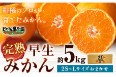 【先行予約】みかん 早生 みかん 約 5kg (2S～Lサイズ) どの坂果樹園《12月上旬-1月末頃出荷予定》 和歌山県 日高町 みかん 早生 旬 柑橘 フルーツ 果物 蜜柑 ミカン 先行予約