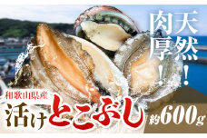 とこぶし 活け 約600g 比井崎漁業協同組合《6月上旬-9月上旬頃出荷》和歌山県 日高町 とこぶし 生もの 海鮮 貝 和歌山県産 冷蔵 流れ子 ながれこ ナガレコ アワビ 鮑 魚介