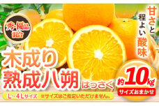 【先行予約】【産直】和歌山由良町産の木成り熟成 八朔 約 10kg（L~4Lサイズ）厳選館 《2026年3月中旬-5月中旬頃出荷》和歌山県 日高町 柑橘 八朔 熟成 はっさく ハッサク