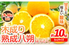 【先行予約】【産直】和歌山由良町産の木成り熟成 八朔 約 10kg（S～Lサイズ）厳選館 《2026年3月中旬-5月中旬頃出荷》和歌山県 日高町 柑橘 八朔 熟成
