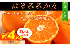 【先行予約】【厳選・濃厚】紀州有田産のはるみ約4kg(サイズおまかせ)《2026年1月下旬-2月中旬出荷》和歌山県 日高町 みかん はるみ 厳選 柑橘 フルーツ 送料無料