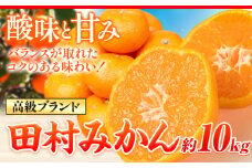 【先行予約】高級ブランド田村みかん 10kg 株式会社魚鶴商店《2025年11月下旬-2026年2月上旬頃出荷》 和歌山県 日高町 柑橘 フルーツ くだもの 果物 みかん