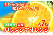 【ご家庭用訳あり】【先行予約】希少な国産バレンシアオレンジ 約7kg 株式会社魚鶴商店《2026年6月下旬-7月上旬頃出荷》和歌山県 日高町