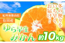 みかん 先行予約 紀州和歌山有田産 ゆら早生みかん 約 10kg 株式会社魚鶴商店《2025年10月上旬-11月上旬頃出荷》 和歌山県 日高町 みかん 早生 柑橘