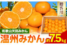 濃厚温州みかん 贈答用 約7.5kg 和歌山天田みかん 北村農園 《11月下旬-1月中旬頃出荷》和歌山県 日高町 送料無料 みかん 蜜柑 柑橘 果物