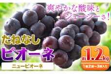 【先行予約】【新鮮・直産】和歌山県産 たねなし ピオーネ 約1.2kg（2房～3房） 厳選館 《2025年8月下旬-10月中旬頃出荷予定》 和歌山県 日高町 フルーツ ぶどう ピオーネ たねなし 和歌山県産 送料無料【配送不可地域あり】