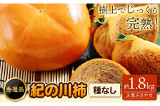【先行予約】希少 紀の川柿 約1.8～2kg (種無し) 秀選品 (玉数おまかせ) 厳選館 《10月中旬-11月中頃出荷》 和歌山県 日高町 柿 カキ かき ジューシー フルーツ