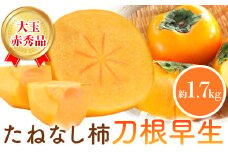 【先行予約】赤秀品 たねなし柿 ( 刀根早生 )約1.7kg (6玉) きよ農園《2025年9月中旬-11月上旬頃より発送予定(土日祝除く)》 和歌山県 日高町 柿 かき カキ 刀根早生 とねわせ フルーツ 果物 スイーツ 送料無料