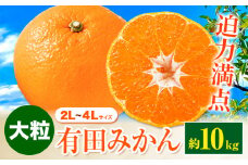 迫力満点！大粒 有田みかん 2L-4Lサイズ 約10kg 有田マルシェ《11月上旬-1月上旬頃出荷》和歌山県 日高町 みかん 大粒 有田みかん 温州みかん 柑橘 フルーツ ミカン 蜜柑