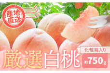 和歌山の厳選白桃【白鳳・清水白桃・川中島白桃 等】化粧箱入り 約750g 池田鹿蔵農園《7月上旬-8月中旬頃出荷》和歌山県 日高町 厳選 白桃 和歌山県産 白鳳 清水白桃 川中島白桃 桃 もも 果物 フルーツ